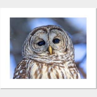 Barred Owl Posters and Art